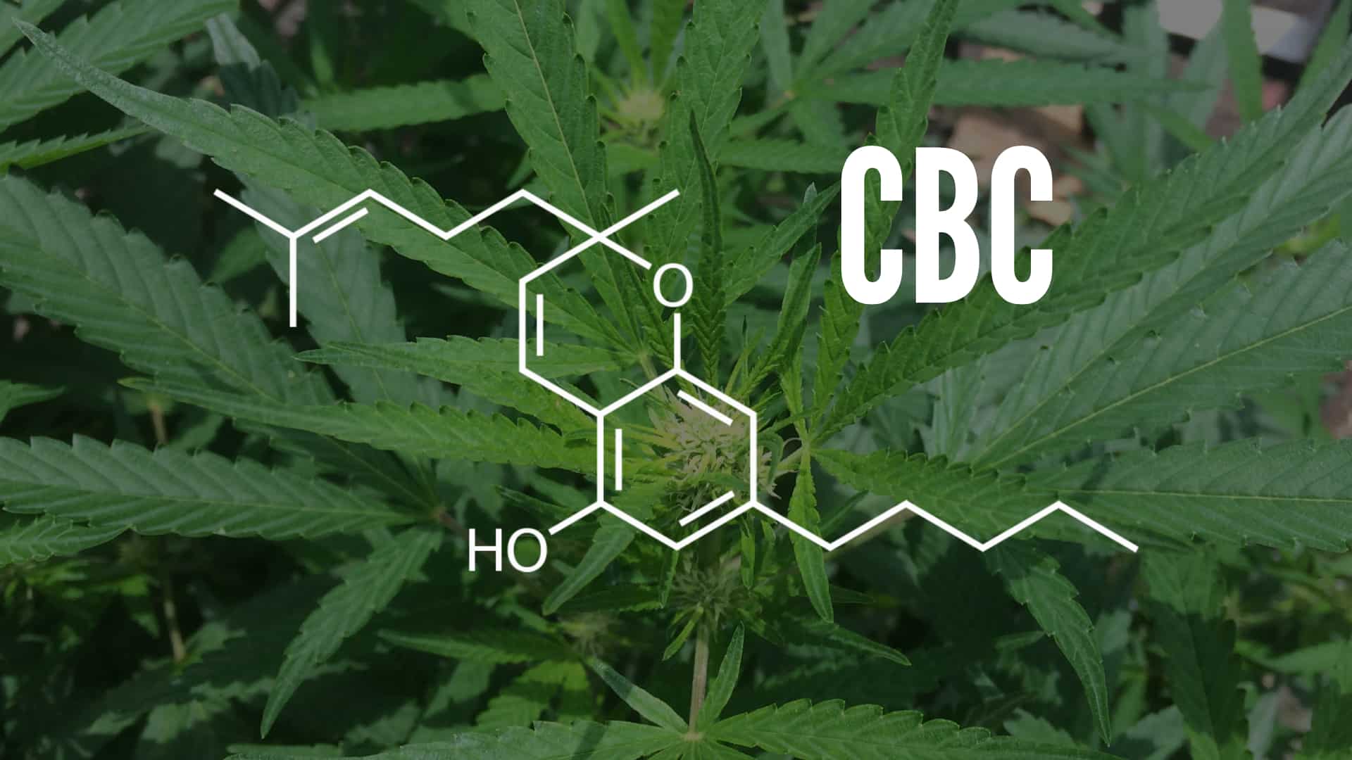 What Is Cannabichromene (CBC)? - OG Hemp