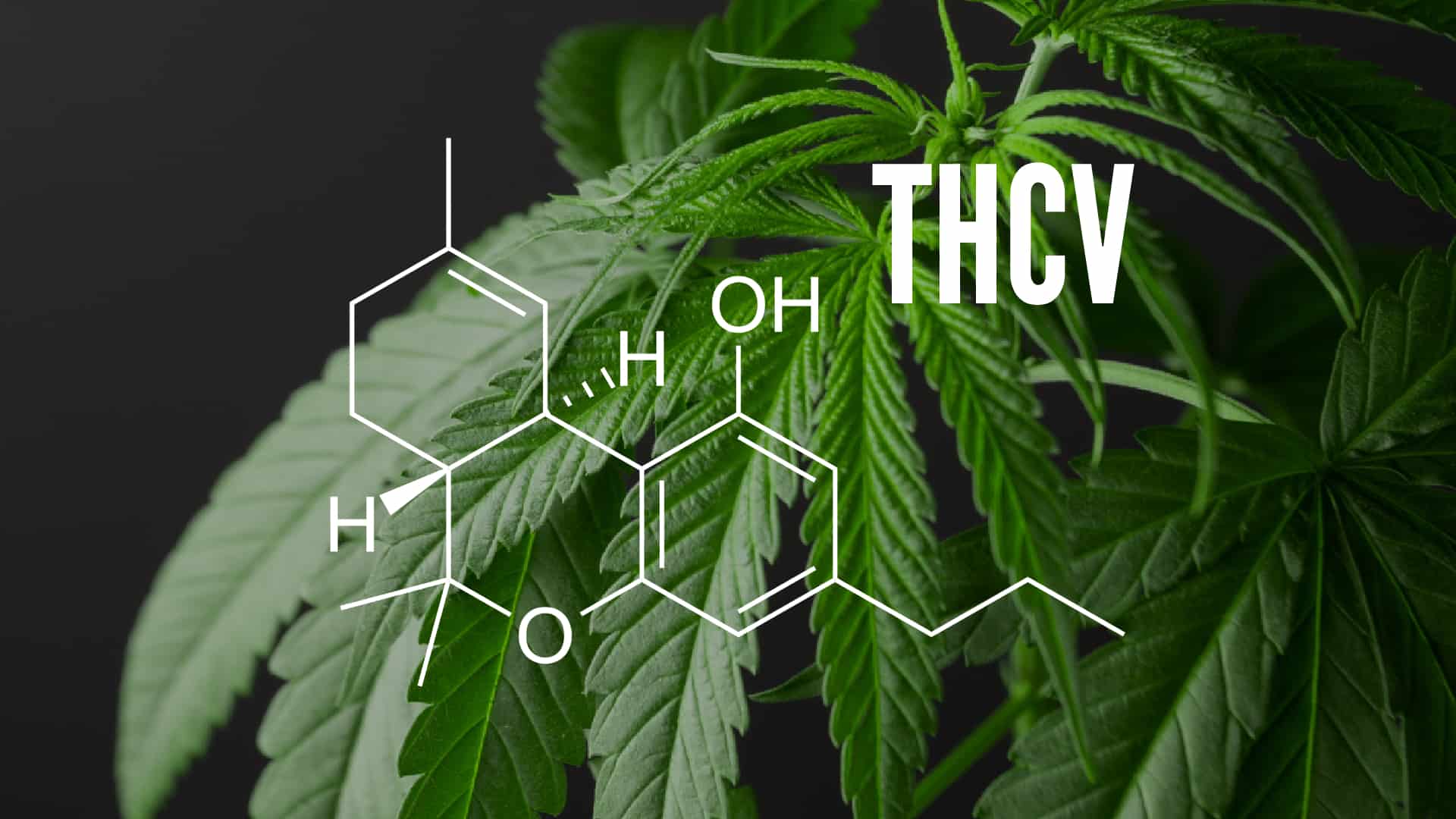 What Is Tetrahydrocannabivarin (THCV)? - OG Hemp