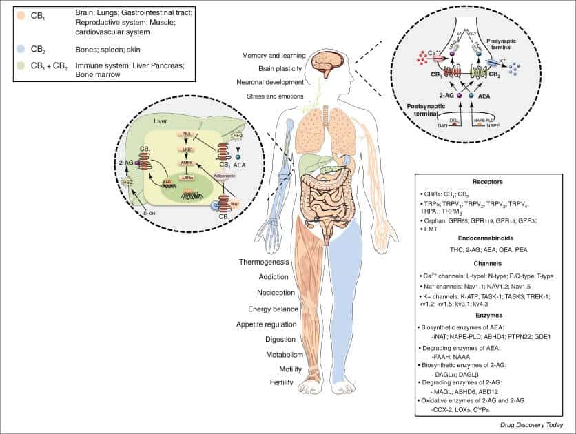 diagram explaining about endocannabinoid system