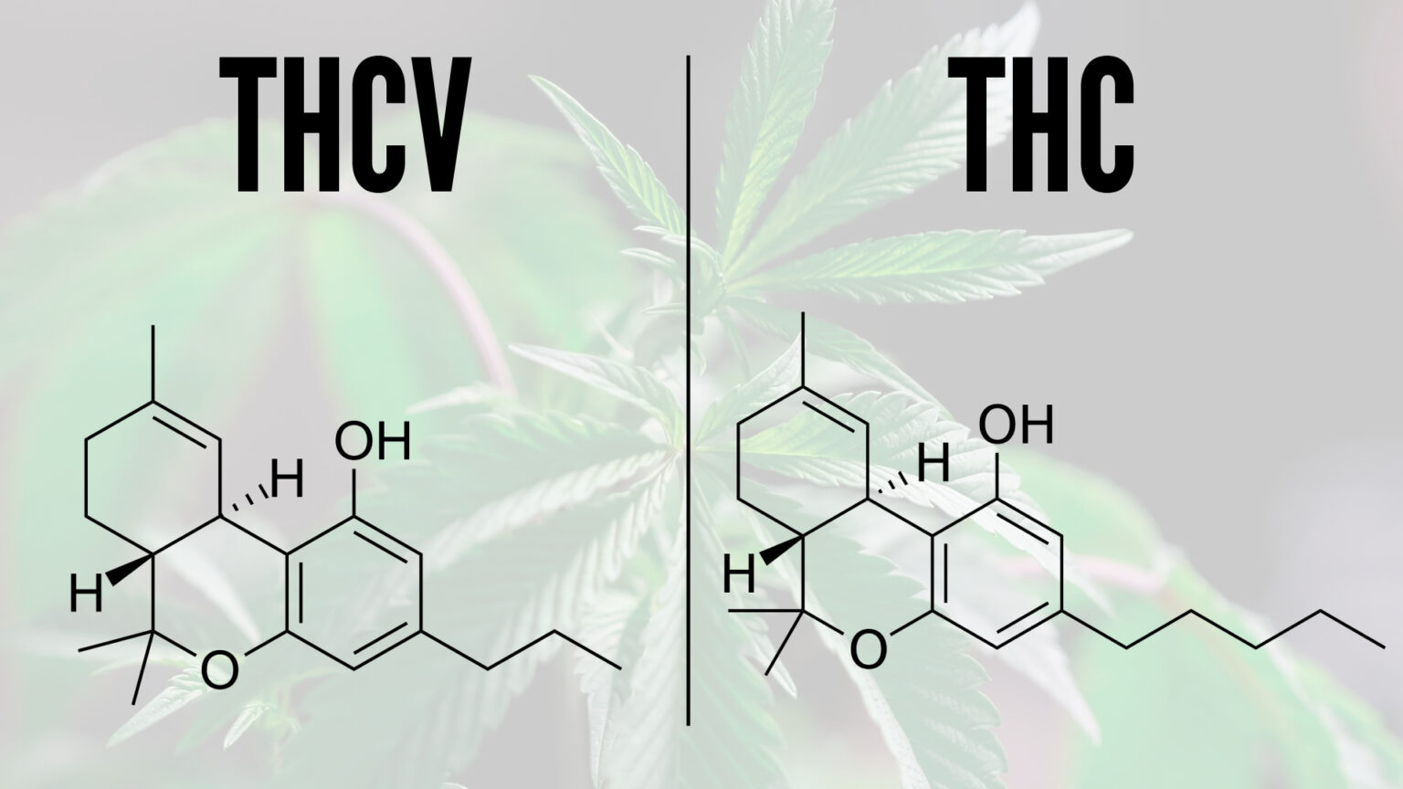 What Is Tetrahydrocannabivarin (THCV)? - OG Hemp